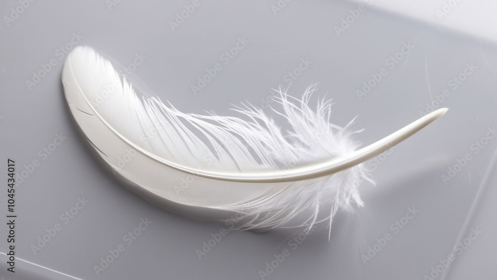 Obraz premium white feather transparent background.