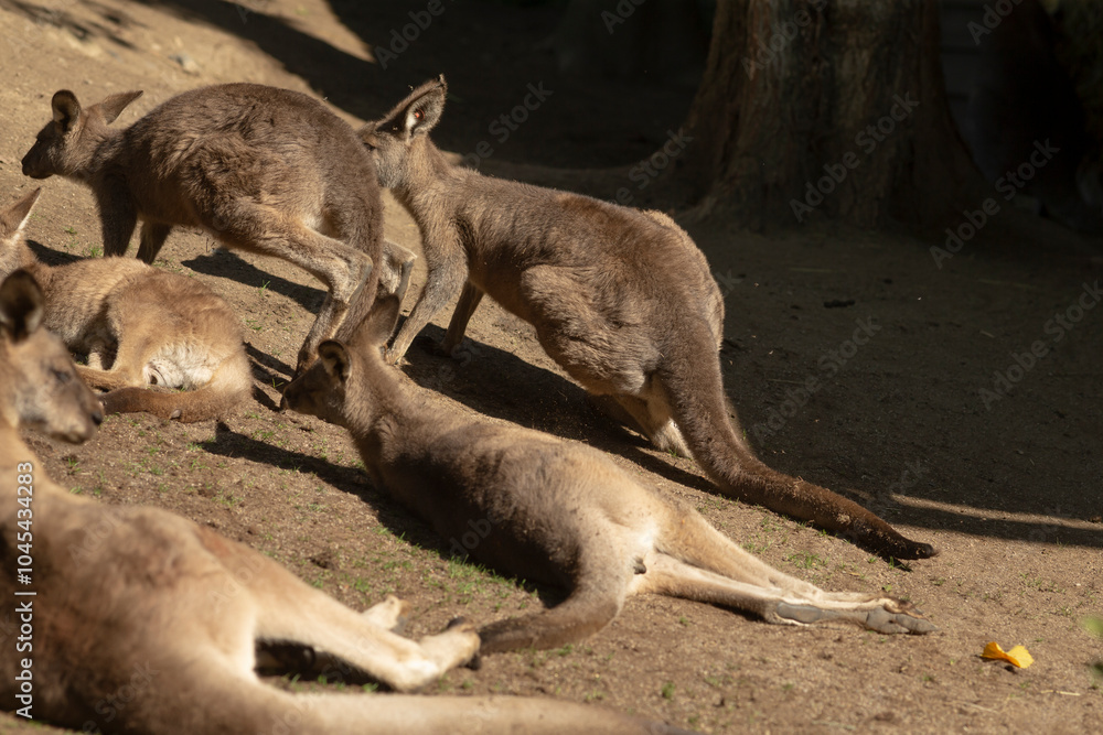 A lively group of kangaroos can be seen relaxing comfortably on the soft ground in their natural habitat, enjoying the peaceful surroundings A lively group of kangaroos can be seen relaxing comfortably on the soft ground in their natural habitat, enjoying the peaceful surroundings