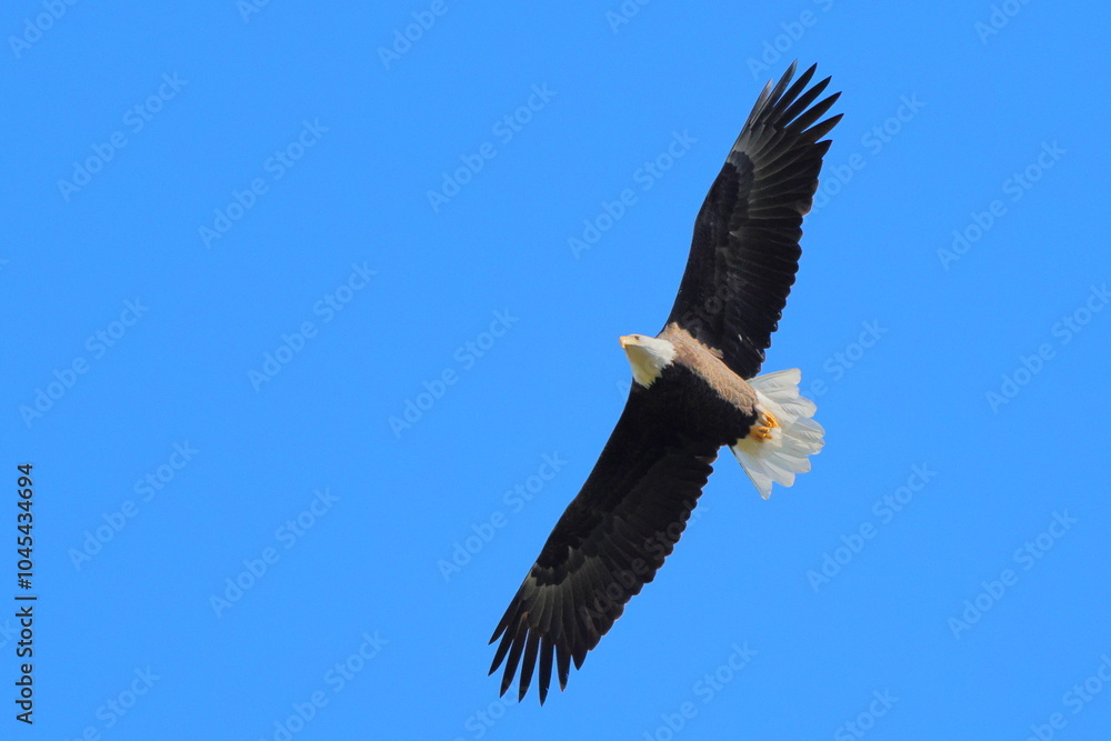Naklejka premium Bald eagle soring aganst blue sky