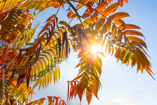 Εκτύπωση καμβά autumn background with vinegar tree rhus typhina sky and sunlight