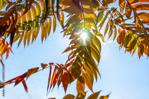 autumn background with vinegar tree rhus typhina sky and sunlight