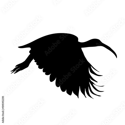 African sacred ibis silhouette photo