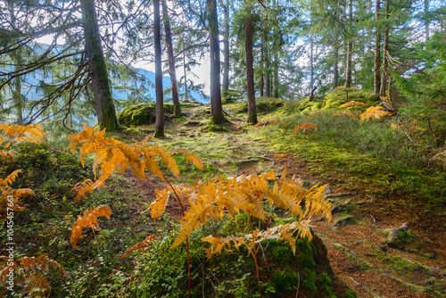 Herrlich farbiger Herbstwald in Tirol photo