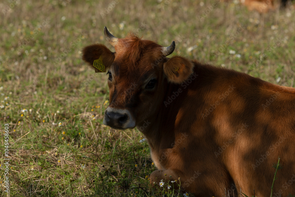 A brown cow is peacefully laying in the lush grass and curiously looking at the camera, creating an adorable scene in nature A brown cow is peacefully laying in the lush grass and curiously looking at the camera, creating an adorable scene in nature