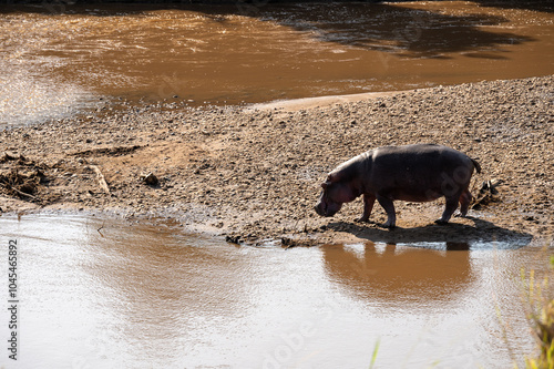 Nairobi, Kenya - Sept 26 2024:Hippopotamus Relaxing in the Wild Near a Riverbank