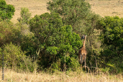 Nairobi, Kenya - Sept 26 2024: Majestic Giraffe Feeding from Bushes in Its Natural Habitat