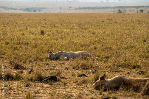 Nairobi, Kenya - Sept 26 2024:A Peaceful Moment of Two Lionesses Sleeping in the Open Plains of Masai Mara
