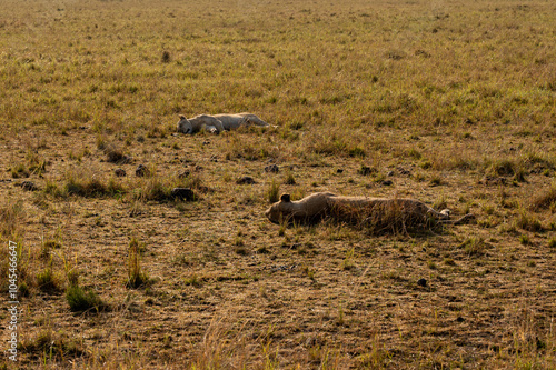 Nairobi, Kenya - Sept 26 2024: Tranquil Scene of Lioness Sleeping in Masai Mara National Park