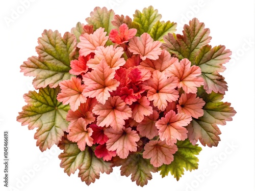 Set of pink , red , yellow , black and green Coral Bells flowers isolated on white backround  photo