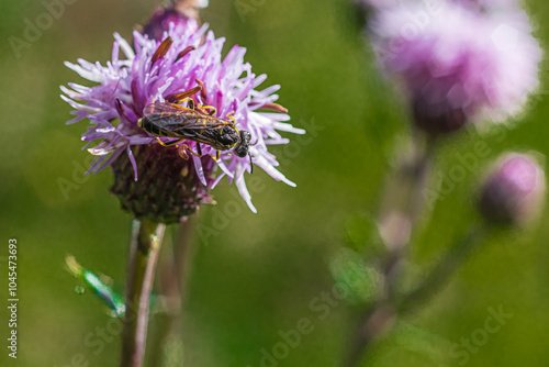 Hymenoptera of the genus Halictus above an inflorescence of Cirsium arvense photo