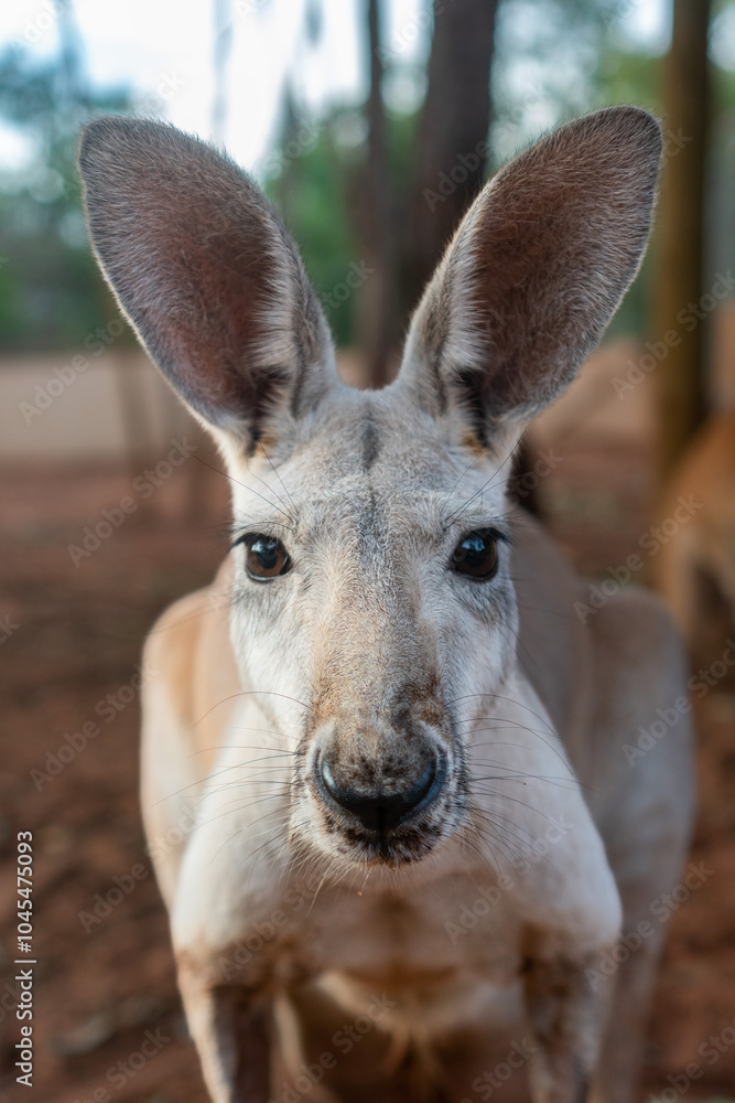 Obraz premium Female Red Kangaroo