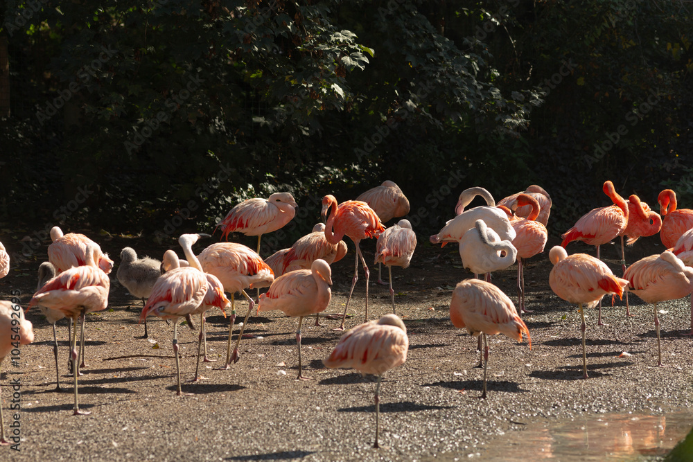 Obraz premium A large flock of graceful flamingos standing elegantly on the ground near a serene body of water, creating a stunning natural display