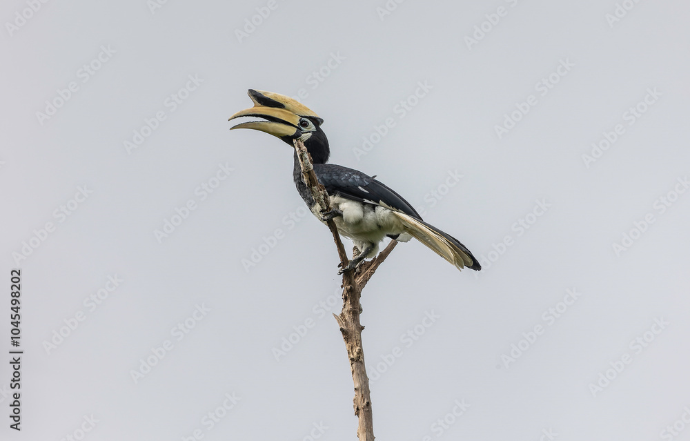 Fototapeta premium Oriental Pied-Hornbill dry branch of tree 
