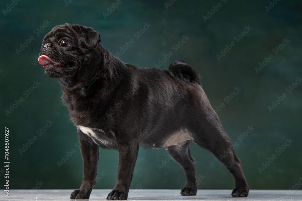 Obraz premium black pug on a uniform background