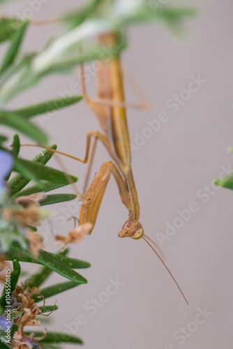 A large brown European Mantis, Mantis religiosa, waiting for its prey on a rosemary plant in Malta. photo