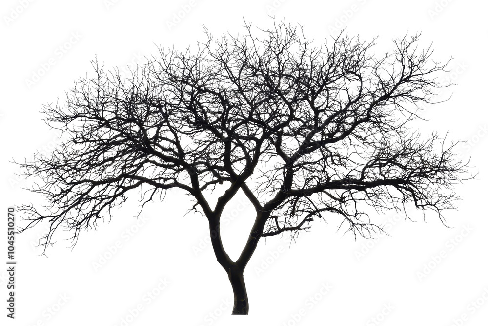 Leafless tree with intricate branches against transparent background. captures the essence of nature's beauty in simplicity and structure. Leafless tree with intricate branches against transparent background. captures the essence of nature's beauty in simplicity and structure.