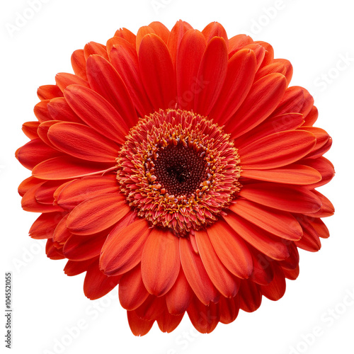 Vibrant red gerbera flower with a striking appearance, isolated on a white background. transparent background