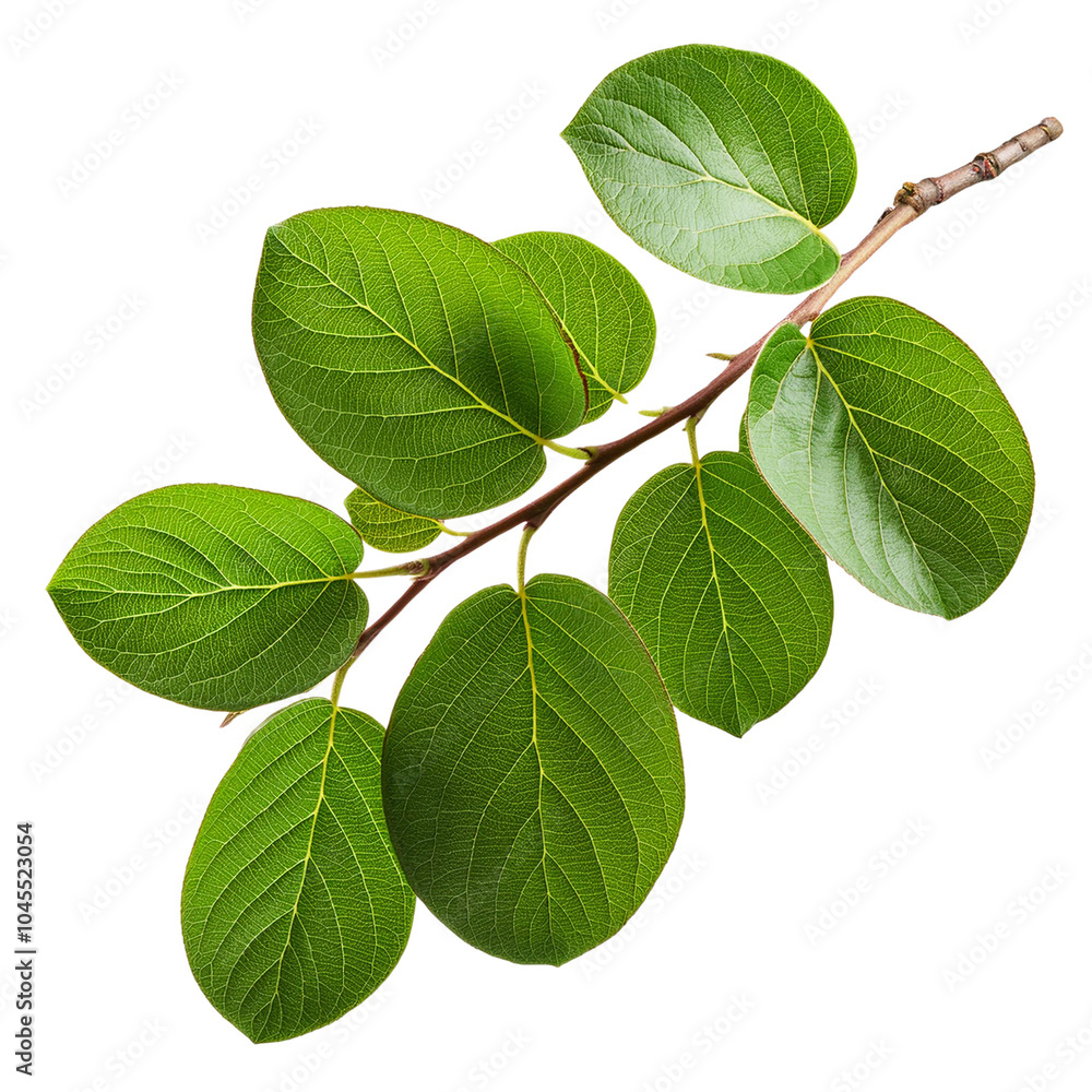 Lush green leaves on a branch, white isolated background. transparent background Lush green leaves on a branch, white isolated background. transparent background