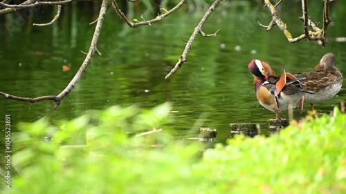 Male The mandarin duck (Aix galericulata) in the pond cleaning feathers. Beautiful birds in nature