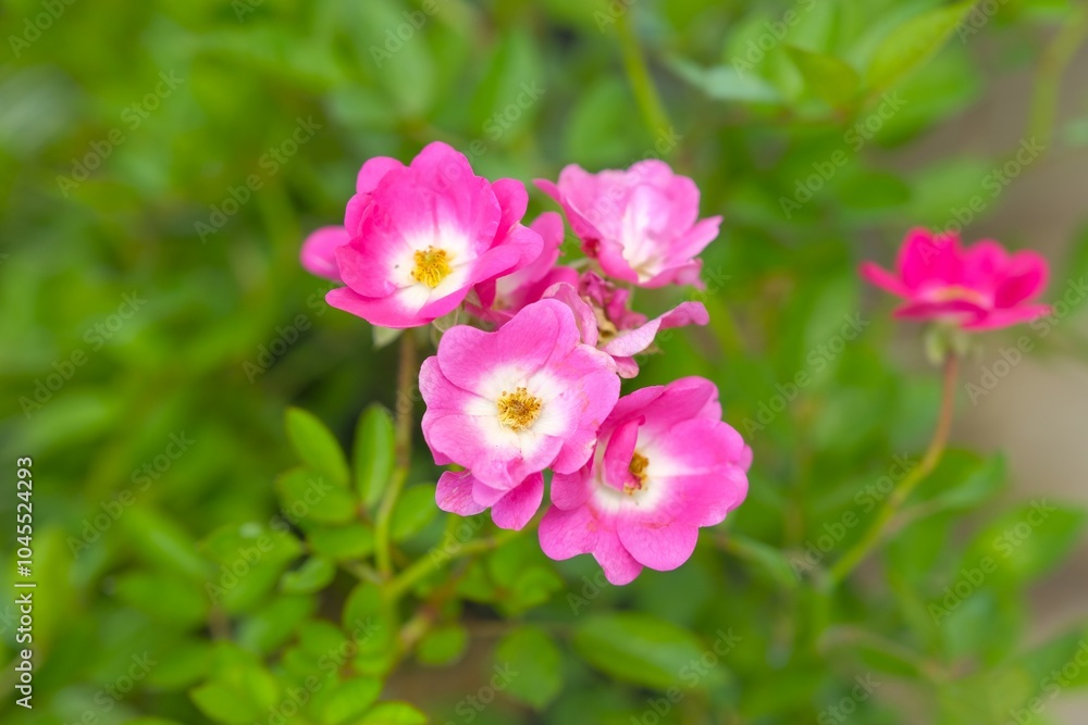 Sweet barier , rosa mozart or dog rose in the garden. Latin name is Rosa rubiginosa Beautiful pink flowers with blurry background. Romantic concept. Sweet barier , rosa mozart or dog rose in the garden. Latin name is Rosa rubiginosa Beautiful pink flowers with blurry background. Romantic concept.