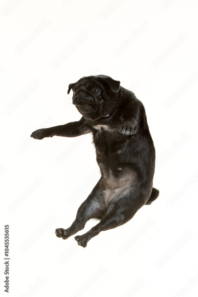 Fototapeta premium black pug flying on white background