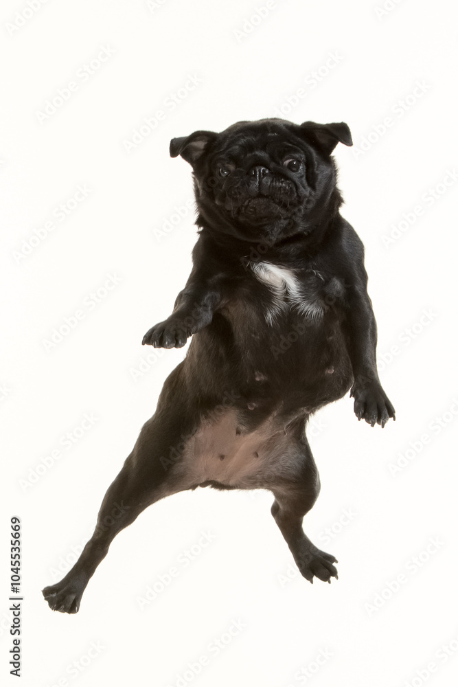 Fototapeta premium black pug flying on white background