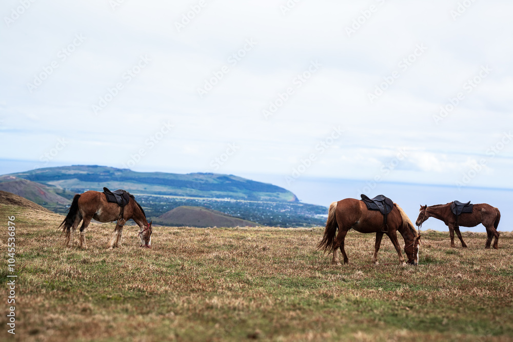tres caballos pastando en una isla tres caballos pastando en una isla