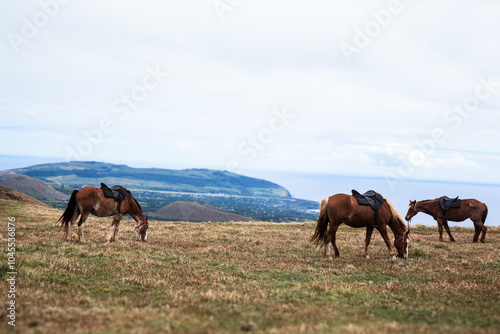 tres caballos pastando en una isla 