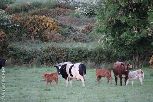 Cows and bull in Ireland