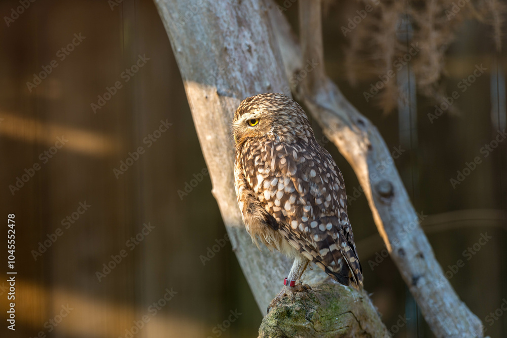 Wild Little Owl Observing its Surroundings Wild Little Owl Observing its Surroundings