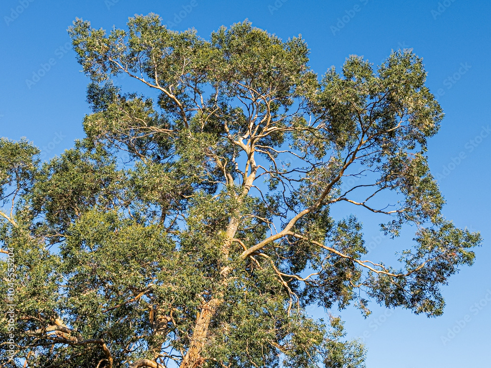 The sun shining on a eucalyptus tree set against a clear blue sky in Leuchars, Fife, Scotland UK