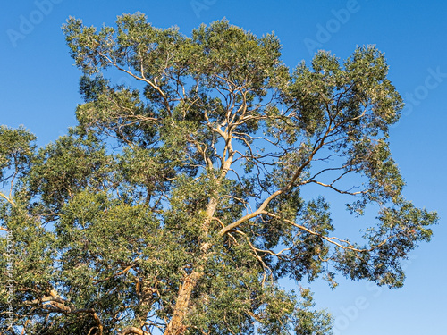 The sun shining on a eucalyptus tree set against a clear blue sky in Leuchars, Fife, Scotland UK