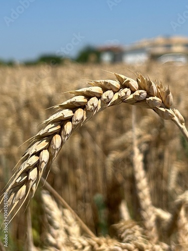 field of wheat