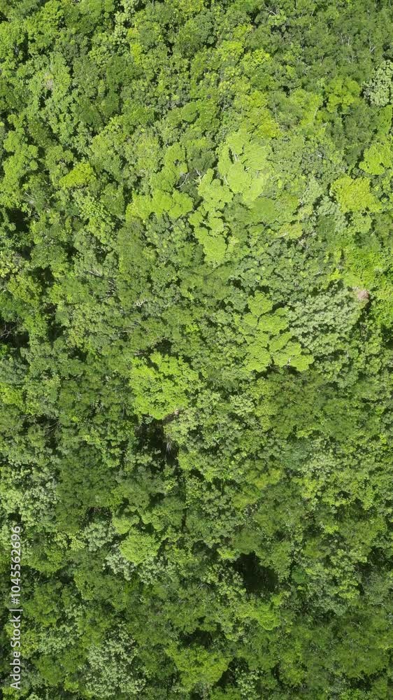Aerial view spring forest. Natural green background. Photo from the drone Aerial view spring forest. Natural green background. Photo from the drone