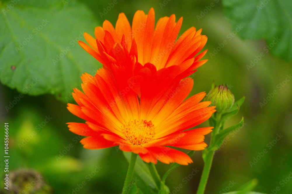 Ringelblume Ringelblume