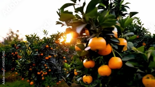 orange fruit still attached to the stem