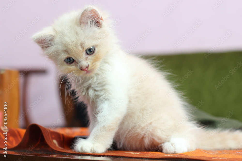 Fototapeta premium kitten on a white background