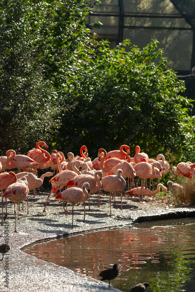 Obraz premium A beautiful flock of graceful flamingos is standing elegantly next to a serene body of water, creating a stunning natural scene