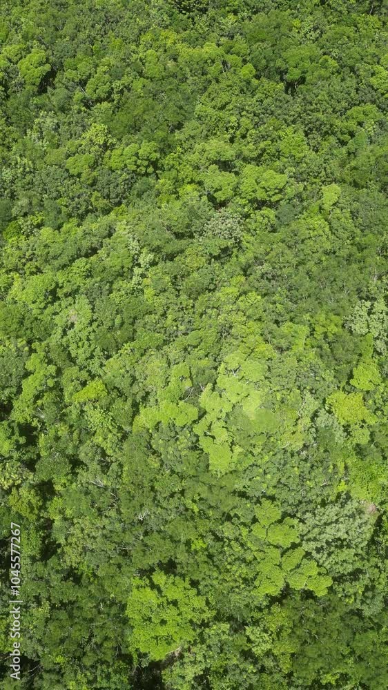 Aerial view spring forest. Natural green background. Photo from the drone Aerial view spring forest. Natural green background. Photo from the drone