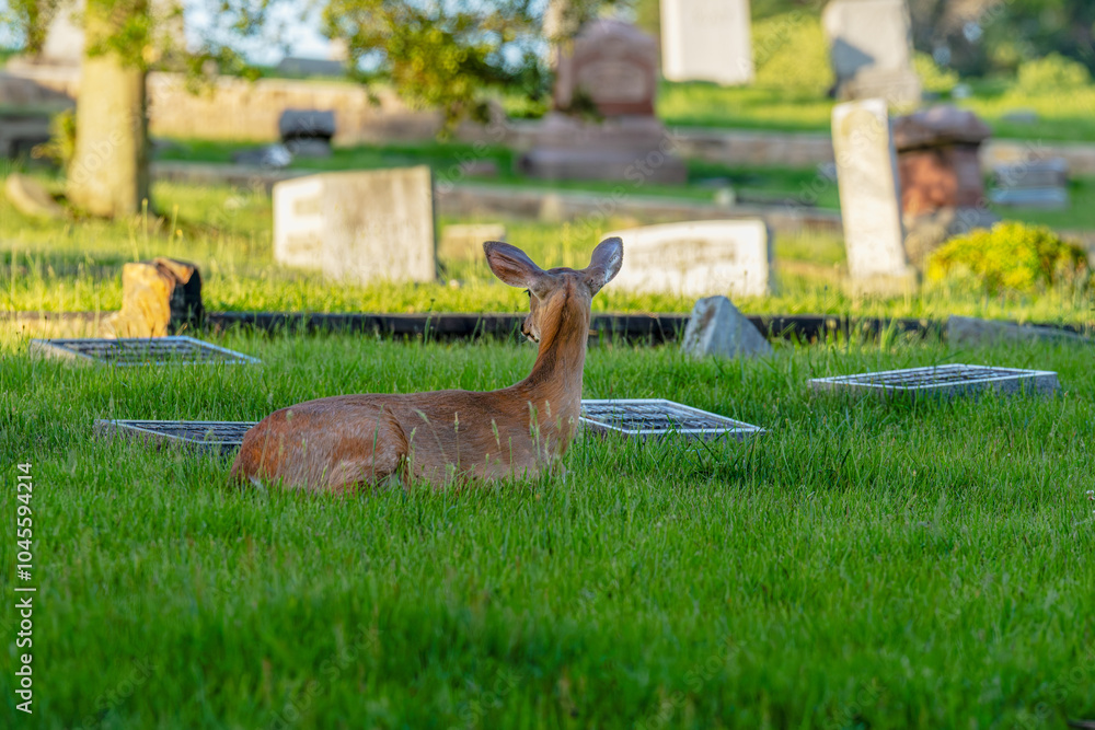 Deer Resting Among Gravestones in Grassy Field.