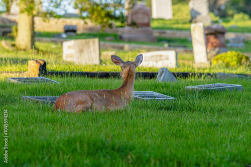 Obraz na płótnie Deer Resting Among Gravestones in Grassy Field. w salonie