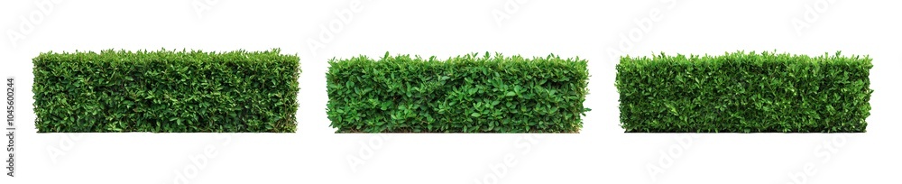 Collection set of green hedges isolated on transparent or white background, png Collection set of green hedges isolated on transparent or white background, png
