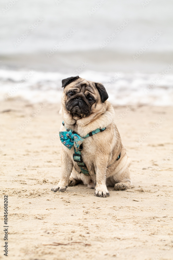 Obraz premium pies siedzi na plaży