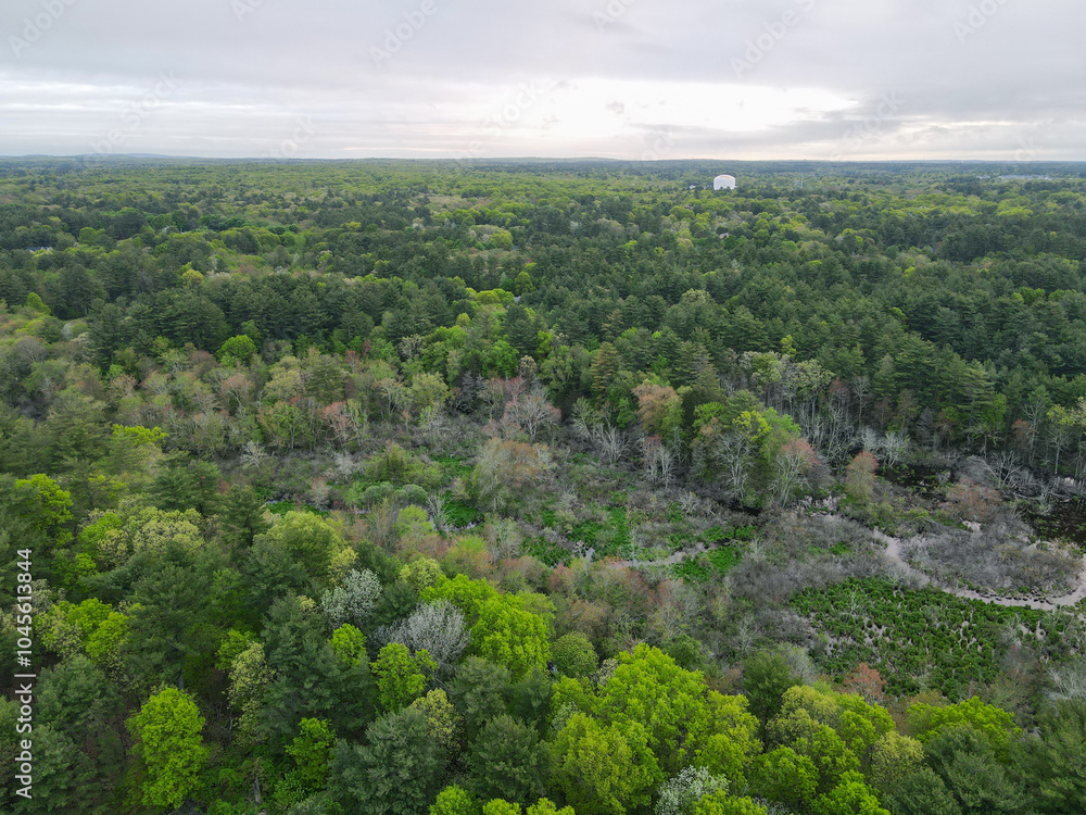 view of forest with horizon on cloudy day by drone view of forest with horizon on cloudy day by drone