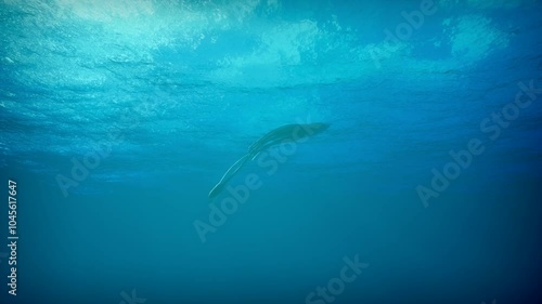 A giant deep-sea squid rises to the surface of the ocean