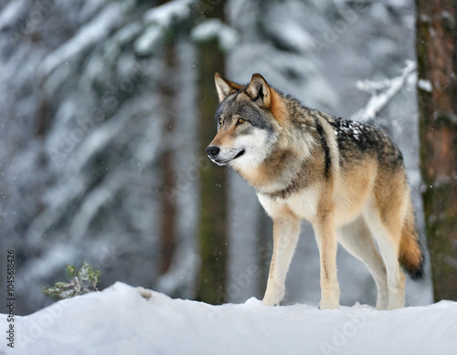 Eurasian wolf 