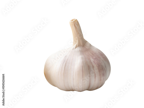Side view of white garlic bulb isolated on white background with clipping path in png file format