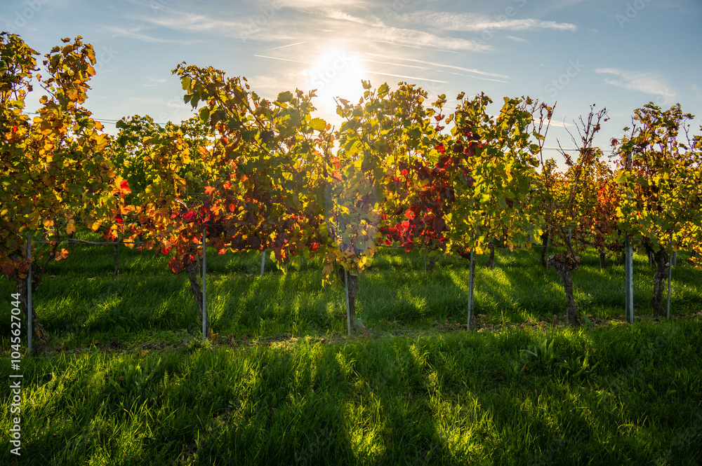 Fantastic colorful view of a sunset in the vineyards during autumn. Fantastic colorful view of a sunset in the vineyards during autumn.