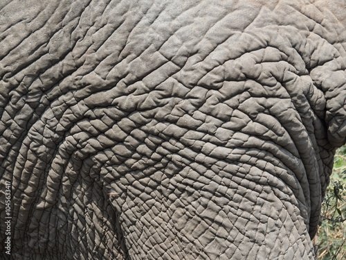 Close-up of skin of wild African elephant  photo