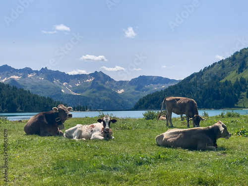 cows in the mountains